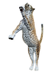 3D Rendering Big Cat Cheetah on White