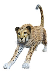 3D Rendering Big Cat Cheetah on White