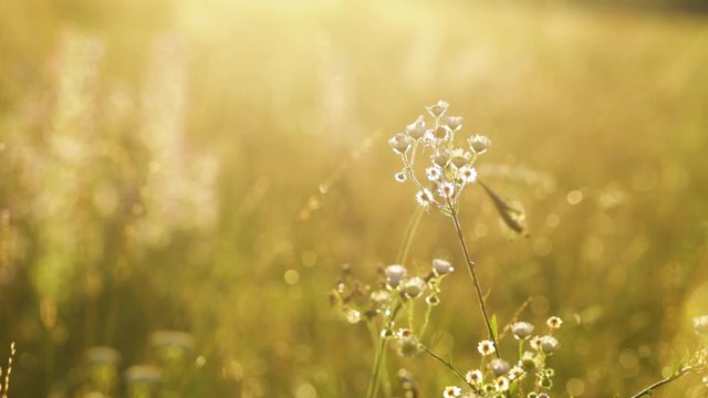 Closeup view of beautiful colorful wild grass growing in countryside meadow outside. Organic natural video background. Real time full hdf footage.