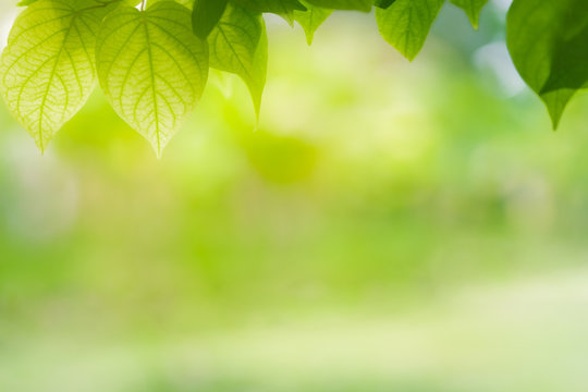 Close-up green leaf nature on blurred greenery background with copy space under sunlight using as a wallpaper