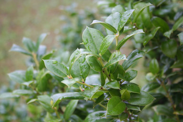 Holly bush with fresh green leaves covered by raindrops. Ilex cornuta bush in the garden on autumn