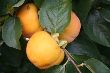 Pale orange fruits of Persimmon tree growing on branch.  Diospyros kaki on summer