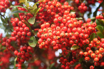 Beautiful red berries of Pyracantha bush . Firethorn fruits in the garden on autumn 