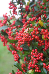 Beautiful red berries of Pyracantha bush . Firethorn fruits in the garden on autumn 
