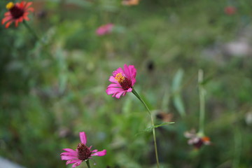 Obraz premium flower