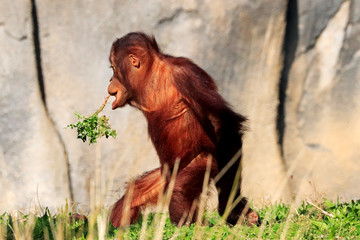orang outan de Bornéo