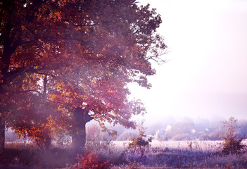 Chêne dans la brume parmi l& 39 herbe en givre et un doux coucher de soleil givré. fin de l& 39 automne.