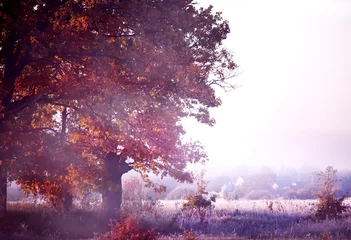 Papier Peint photo Violet pâle Chêne dans la brume parmi l& 39 herbe en givre et un doux coucher de soleil givré. fin de l& 39 automne.