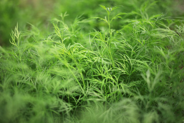 blooming branch of white jasmine, spring