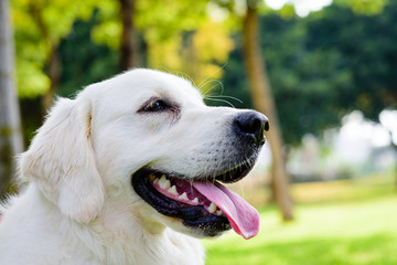 Adorable Golden Retriever on nature background