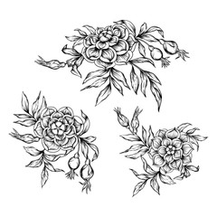 Roses Element for design. Graphic drawing, engraving style. Vector illustration. In art nouveau style, vintage, old, retro style