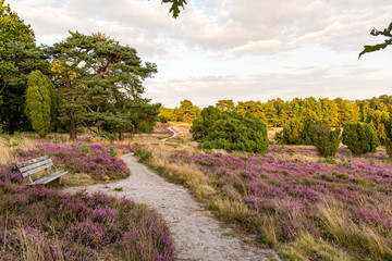 The Lüneburg Heath to the Heath Bloom - radiant violet flowers, trees and hiking trails