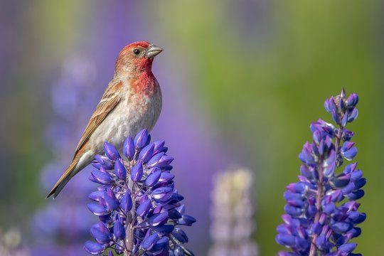 Beautiful house finch bird perched on a purple-petaled flower on a blurred background