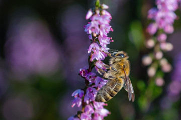 A bee on a flowering heather during the heather blossom against a bright violet background. 
