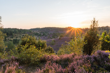 Sunset in the Totengrund in the Lüneburger Heide - The last rays of sunlight come over the hill...
