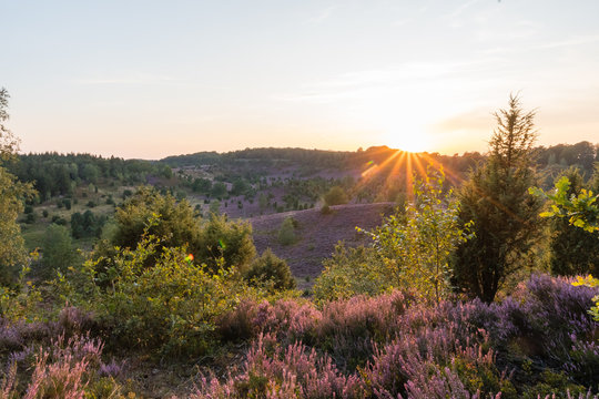 Sunset in the Totengrund in the L&uuml;neburger Heide - The last rays of sunlight come over the hill and illuminate the colourful heath to the heath bloom - radiant violet flowers, trees and hiking trails