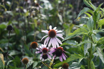 Roter Sonnenhut - Ecchinaceae purpurea - asteraceae