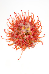 Close up overhead view of a protea pincushion flower on white background
