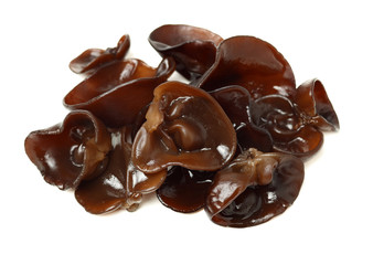 black fungus on white background 