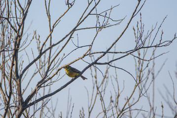 Yellowhammer (Emberiza citrinella) male bird, sitting on branch of bush and singing. Birdwatching in Lubana, Latvia.