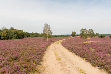 Fototapeta na wymiar The Lüneburg Heath to the Heath Bloom - radiant violet flowers, trees and hiking trails