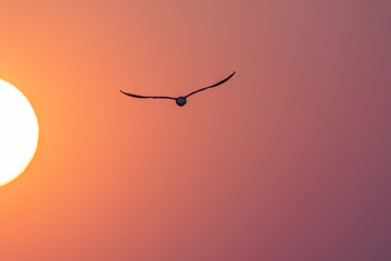 A bird (seagull) in front of the setting sun in the brightly coloured evening sky. 