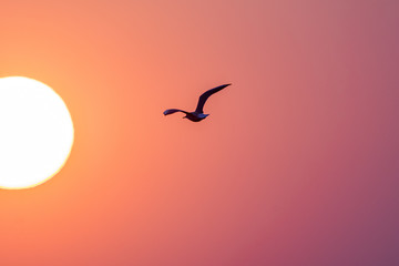 Fototapeta premium A bird (seagull) in front of the setting sun in the brightly coloured evening sky. 