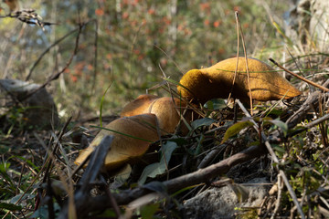 Wild mushrooms