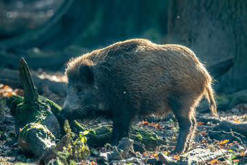 Wildschweine im Wald