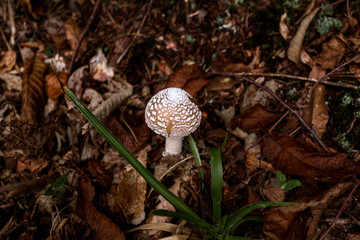 Mushroom in a moody forest environment