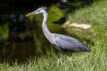 Reiher am Wasser