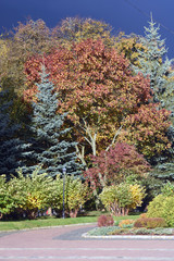 Autumn trees and green, red, yellow colors. Blue sky background. Russian landscape