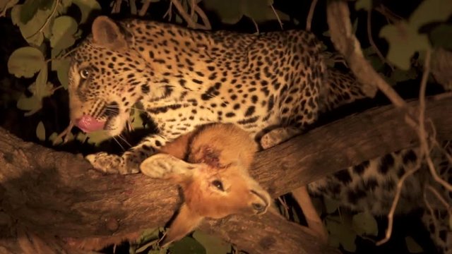 Leopard over the tree licks puku injury and abandons it