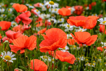Fototapeta premium 1676 Mohn
