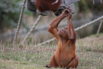 bébé orang-outan qui tend son bras à sa mère