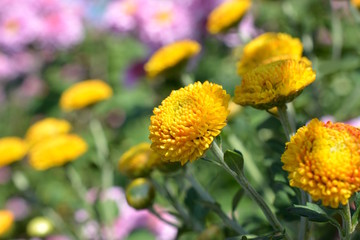 丸くて可愛い黄色い小菊、花畑、花イメージ素材