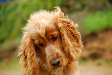 ENGLISH COCKER SPANIEL
