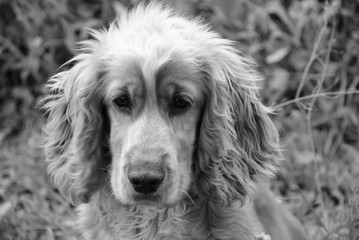 ENGLISH COCKER SPANIEL