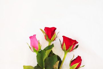 Roses for love in all occasions on white background