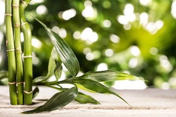 Grean bamboo leaves on tropical leaves background