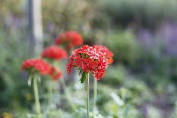 Lichtnelke - lychnis chalcedonica, caryophyll acea
