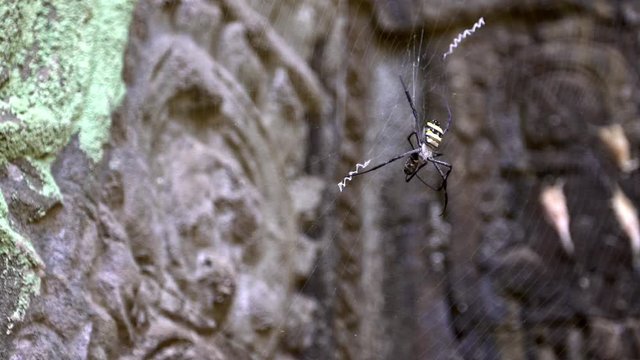 Slow Motion of spider in a Cambodia Ta Promt temple, eating an insect . A Argiope pulchella that wraps a prey and eats it in its own web. A small bug is being rolled by its predator.-Dan