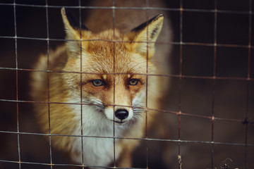 Red fox in a cage