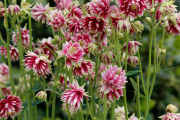 Fototapeta premium aquilegias roses multi-feuilles