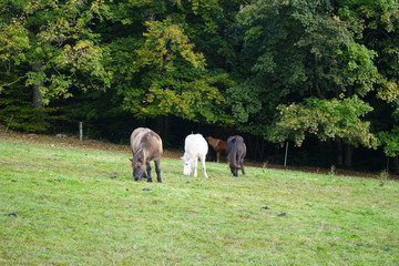 Obraz premium Pferde