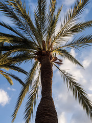 bottom view a palm tree with the sky in the background in Mallorca