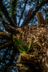 A tree 