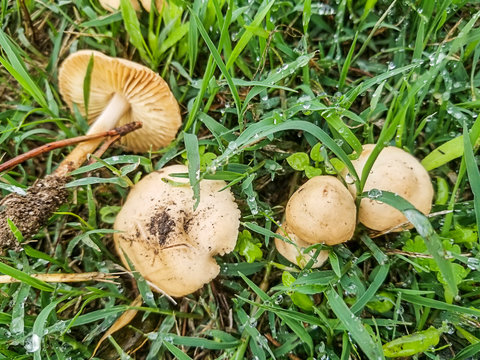 Fairy ring mushroom