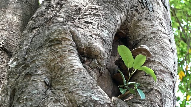 Slow motion of tiny asian wasp Tamarixia radiata dancing, the Asian citrus cyllid parasitoid, flying in a tree hole close of the honeycomb and a mushroom in Mebon Siem Reap, Cambodia.-Dan
