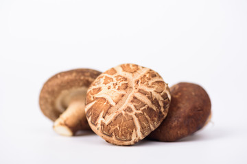 Fresh Shiitake mushroom on white background
